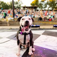 A white and black dog sits on a stage in front of a crowd