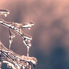 small tree branch with ice accumulating on it