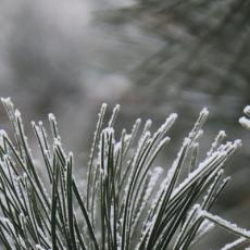 A photo showing pine needles with frost on them.