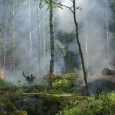 image of wildfire in a forest