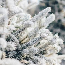 A photo showing frost on a branch.