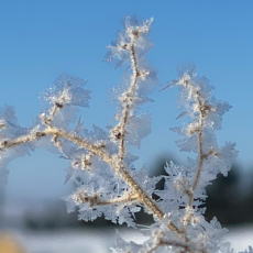 tree branch with ice