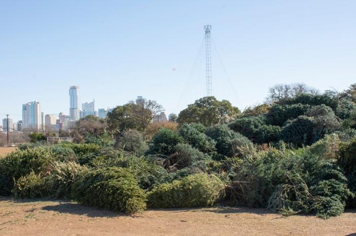 Christmas trees pile at Zilker Park