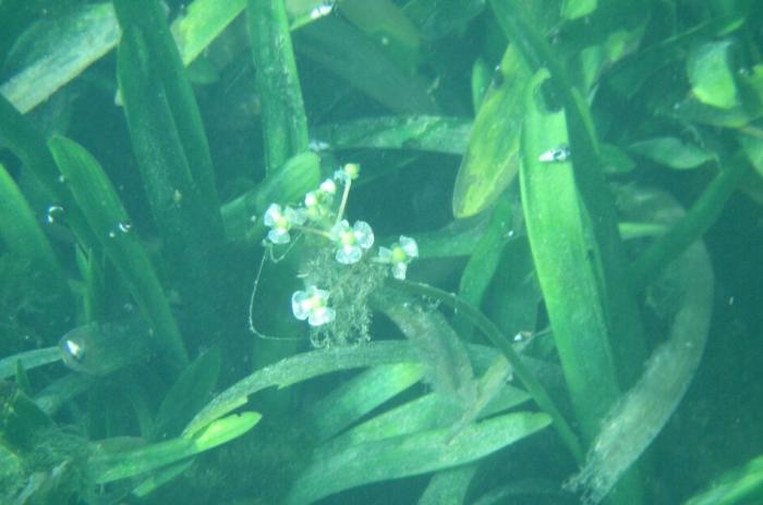 aquatic plant water star grass common at Barton Springs