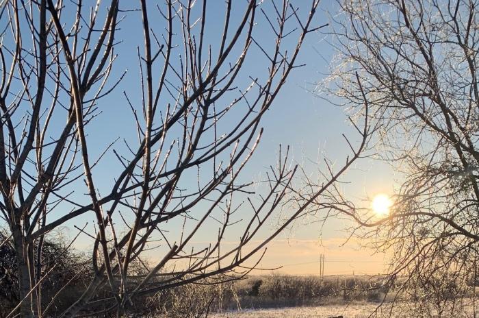 Early morning sunrise and silhouette of trees in wintry weather