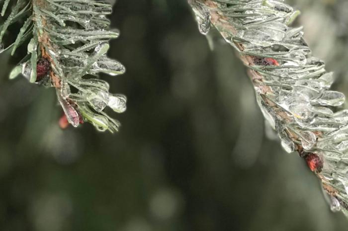 icy branches