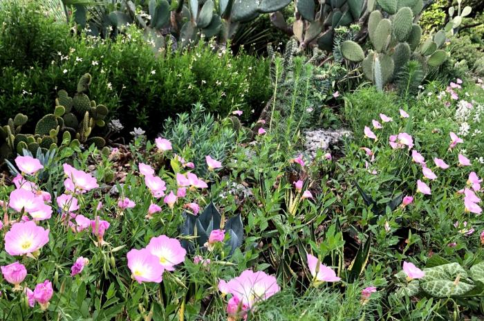 pink flowers and cacti