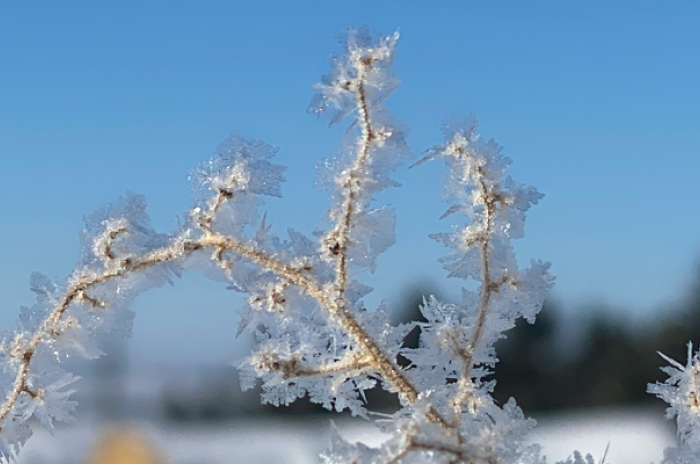 tree branch with ice