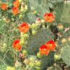 Cactus, Prickly Pear Optunia spp.