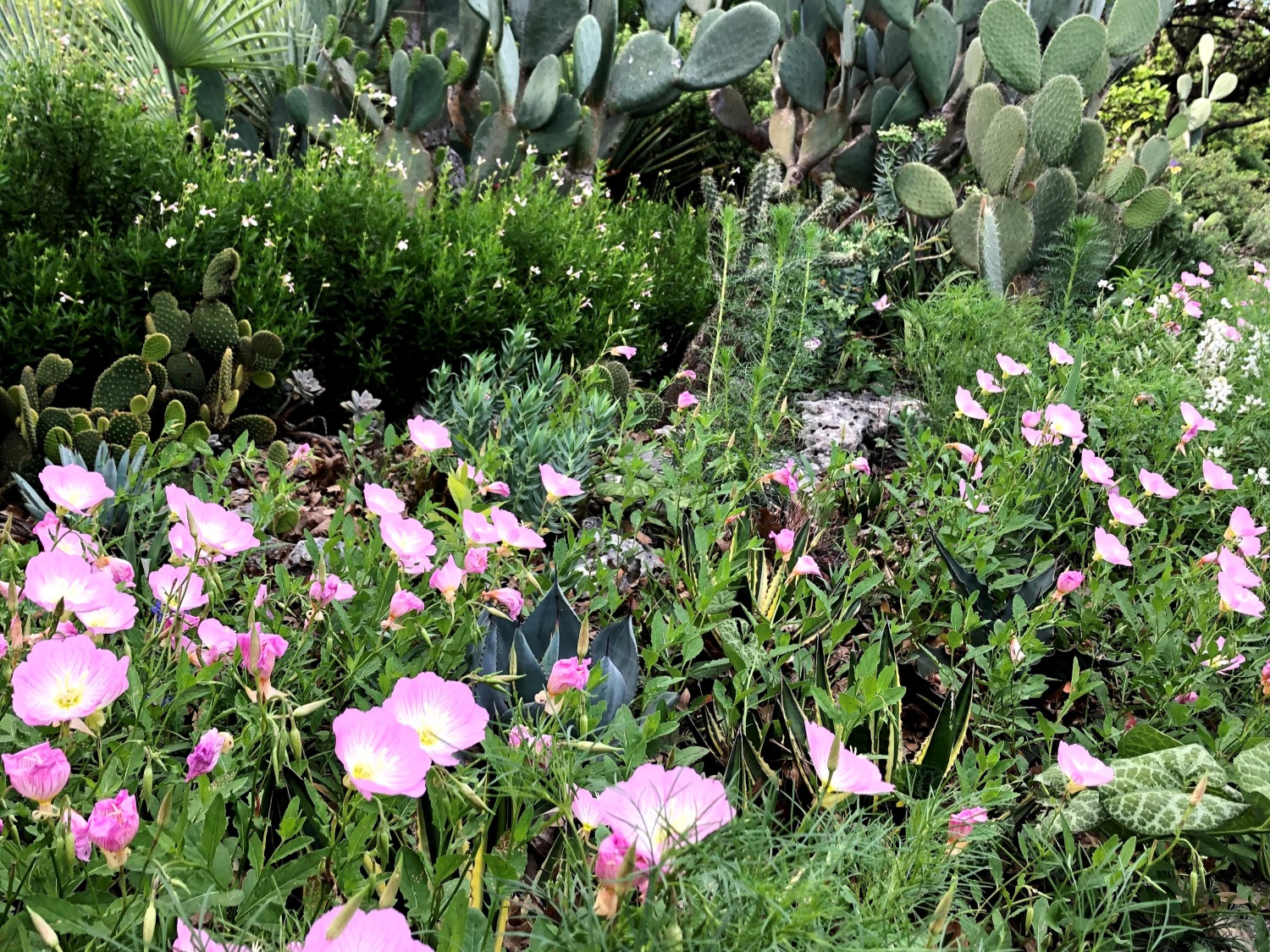 pink flowers and cacti