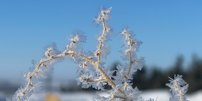 tree branch with ice